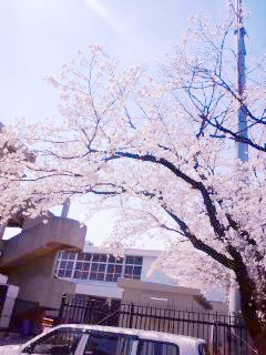 相生仮庁舎の桜