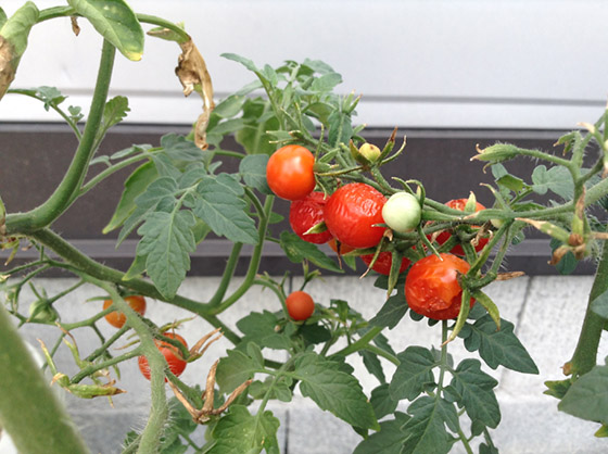 tomato2015b